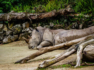 White rhino taking a nap. Auckland Zoo, Auckland, New Zealand