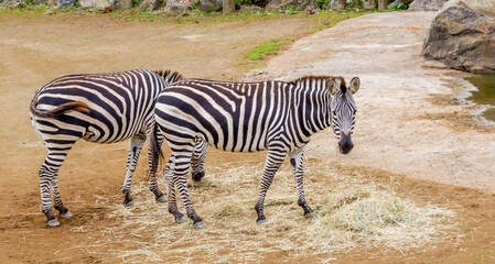 Fototapeta na wymiar Zebras move around their compound and grab snacks. Auckland Zoo, Auckland, New Zealand