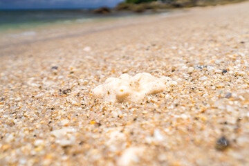 Fototapeta na wymiar Small coral reef in sand on beach