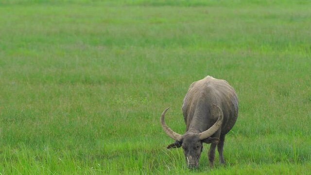 Thai buffalo eating grass in contry.