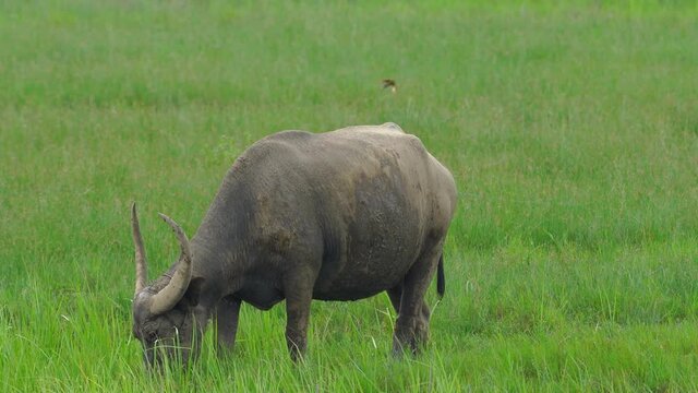 Thai buffalo eating grass in contry.