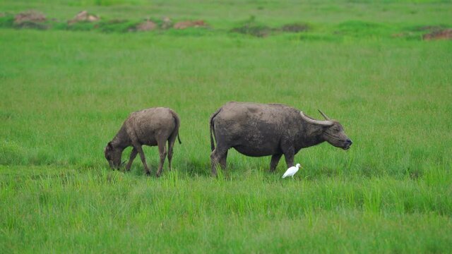 Thai buffalo eating grass in contry.