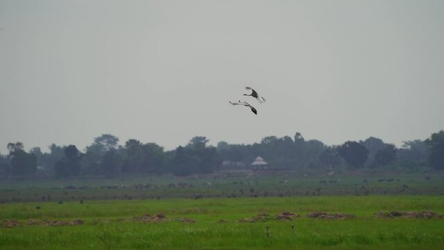Crane bird Eastern Sarus Crane flying in green field.