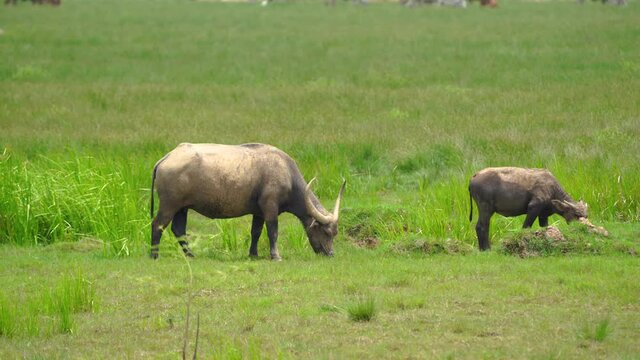 Thai buffalo eating grass in contry.
