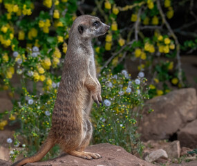 Aufmerksames Erdmännchen
