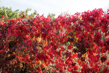 Autumn leaves. Beautiful bright background autumn. Red, yellow and green leaves on the fence of metal mesh through the sun's rays..