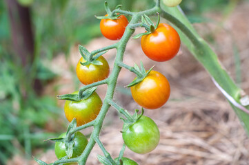 Cherry tomatoes growing on the vine.