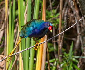  Purple Gallinule,Porphyrio martinicus, adult male, blue and purple bird from Florida Everglades with long legs and toes adapted for walking in the swamp, 