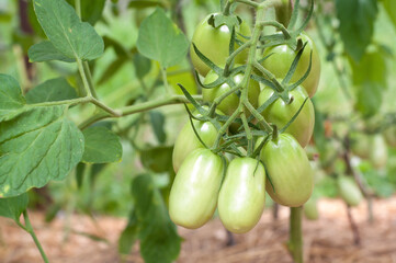 Green Tomatoes in a garden
