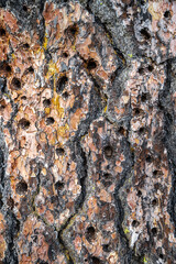 Perforated Bark of a Dead Douglas Pine Tree, Turnbull National Wildlife Refuge,WA