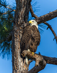 Adult American Bald Eagle poses in tree, looking left