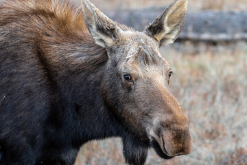 Moose (Alces alces) in Turnbull, National Wildlife Refuge, WA