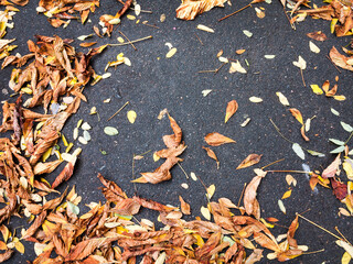 Autumn leaf. Beautiful bright background in autumn. Red and yellow leaves on wet asphalt