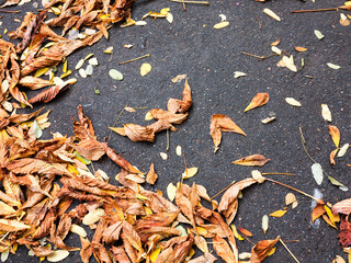 Autumn leaf. Beautiful bright background in autumn. Red and yellow leaves on wet asphalt