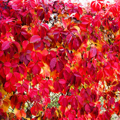Autumn leaves. Beautiful bright background autumn. Red, yellow and green leaves on the fence of metal mesh through the sun's rays..