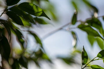 Obraz premium Green ficus leaves against the sky, macro, bokeh