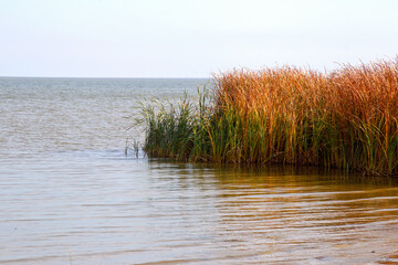 Autumn water landscape. Yellowed reeds at the estuary near Odessa, Ukraine.