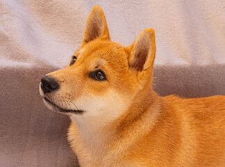 Shiba Inu puppy looks like a little fox