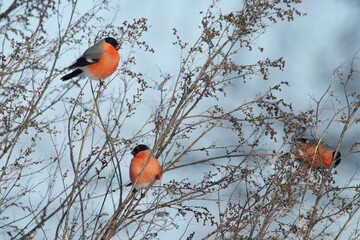 Beautiful European winter bird Eurasian Bullfinch, Pyrrhula pyrrhula feeding on weed seeds during a...