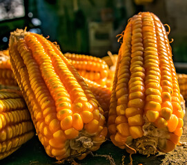 Mazorcas de maíz cosechadas en Panamá 