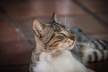 Obraz premium close up of a cat