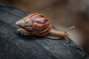 snail on a leaf