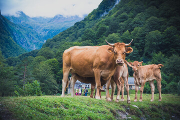 vacas cruzando rio de montaña