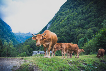 Fototapeta na wymiar vacas cruzando rio de montaña