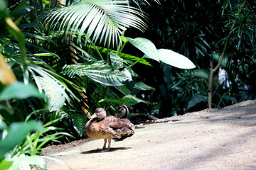 Two Small duck is walking on road with background of green trees and plant