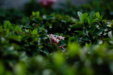 red needle flower with leaves around inside the forest