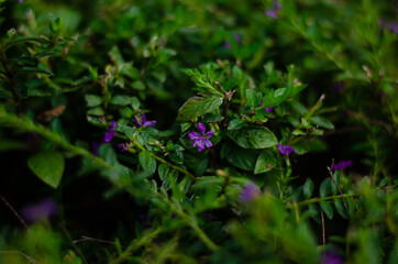 Obraz premium purple flowers with leaves in the forest