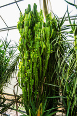Cactus and aloe vera plants, Balchik Palace botanical garden, Bulgaria.