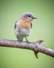 Female North Carolina bluebird, perched on branch with green background