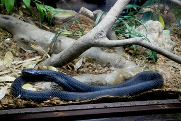 view of long black snake