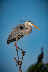 Great blue heron balances on top of tree in the Venice Rookery