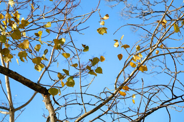 Yellow autumn leaves on a tree. Selective focus.