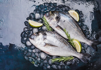 Fresh fishes dorado on ice copy space dark background.