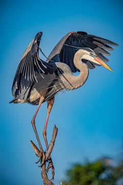 Great blue heron with wings spread wide