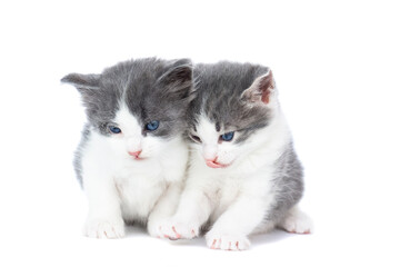 kitten on a white background..