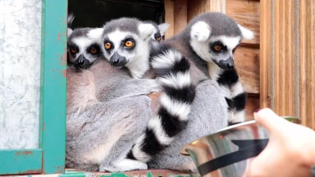 Ring-tailed lemurs (Lemur catta) feeding in a wildlife park in Uk. This primate is one of the most recognised lemur due to its long, black and white ringed tail.