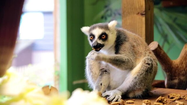 Ring-tailed lemurs (Lemur catta) feeding in a wildlife park in Uk. This primate is one of the most recognised lemur due to its long, black and white ringed tail.