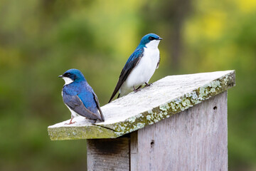 A Pair of Tree Swallows (Tachycineta bicolor) Sits on a Nest Box in Stroud Preserve, Chester County, Pennsylvania, USA