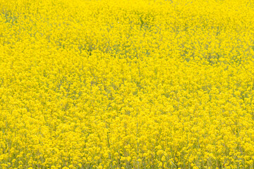 A Beautiful Field of Dense Yellow Flowers Blooming at Stroud Preserve, West Chester, Pennsylvania,...