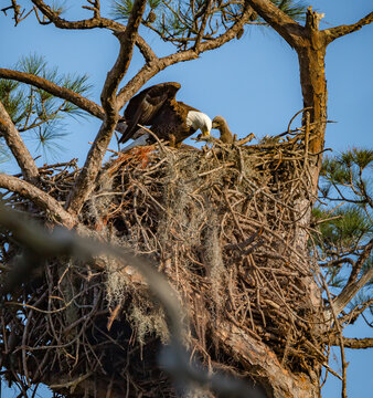 Parent arrives at nest with food for bald eaglet