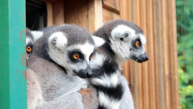 Ring-tailed lemurs (Lemur catta) feeding outdoors in a wildlife park in Uk. This primate is one of the most recognised lemur due to its long, black and white ringed tail.