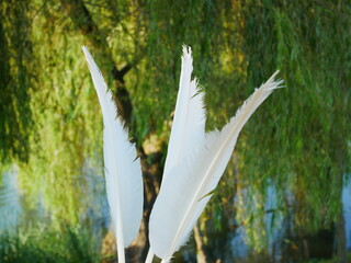Three white bird feather