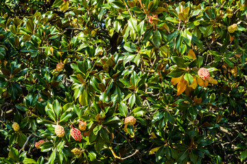 Magnolia grandiflora tree, commonly known as the southern magnolia or bull bay.