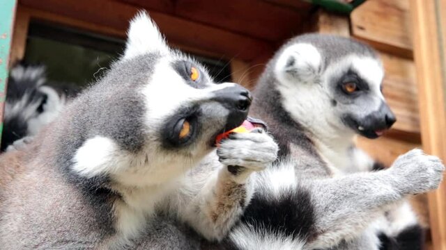 Ring-tailed lemurs (Lemur catta) feeding outdoors in a wildlife park in Uk. This primate is one of the most recognised lemur due to its long, black and white ringed tail.