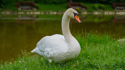 Photo white swan on the lake.