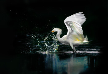 Snowy white egret splashing water while fishing © Jo